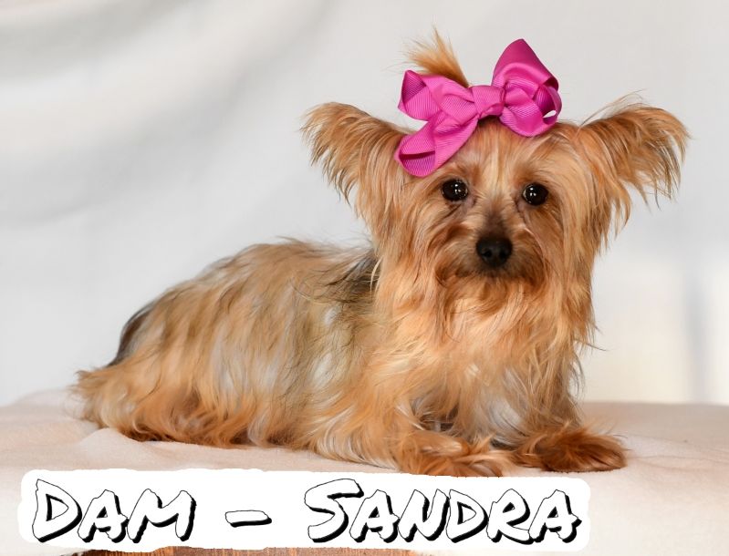 Puppy Name: Sandra