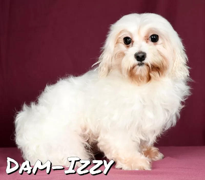 Puppy Name: Izzy
