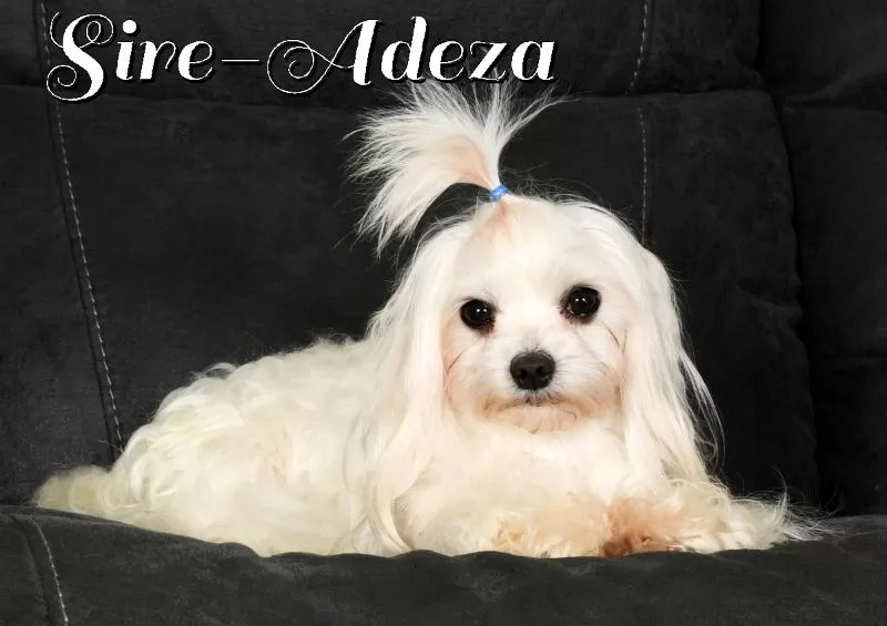 Puppy Name: Adeza