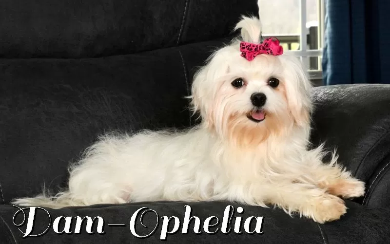 Puppy Name: Ophelia
