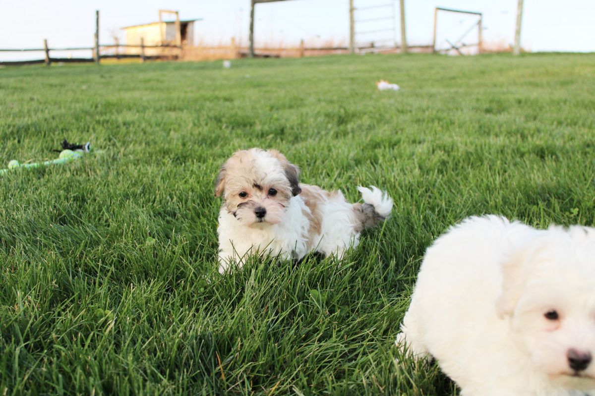 Covered Bridge Puppies