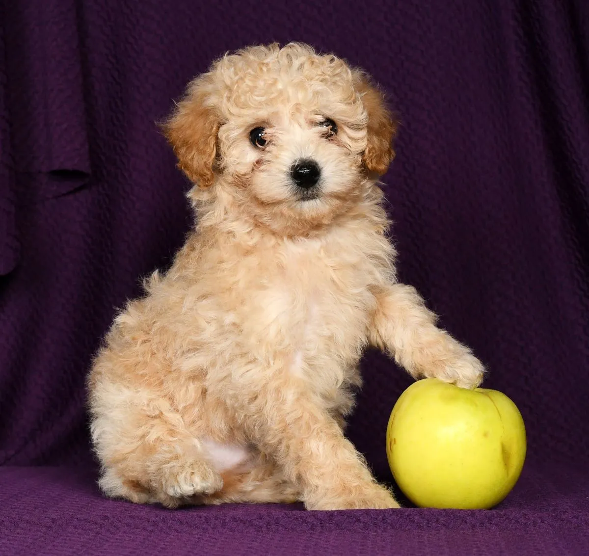 Miniature Poodle