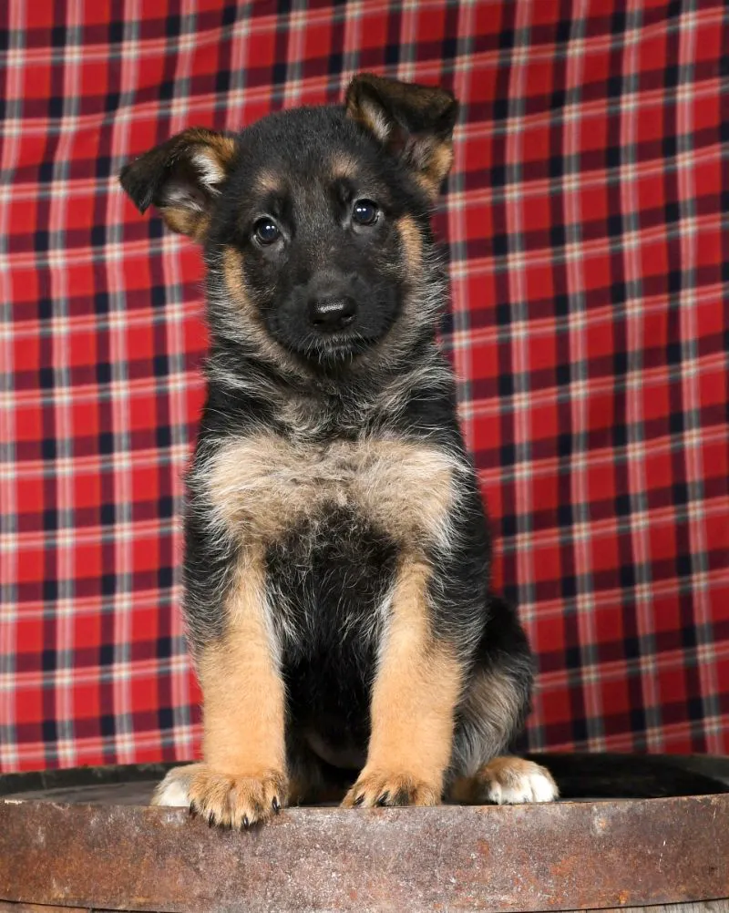 German Shepherd