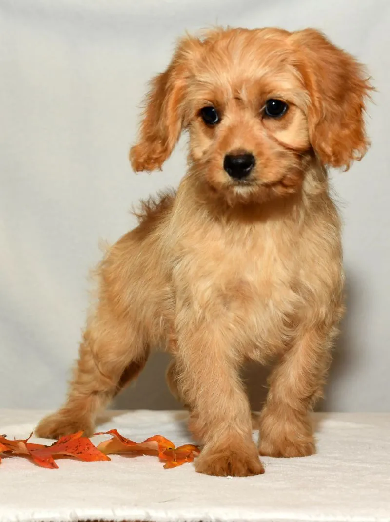 Cavapoo