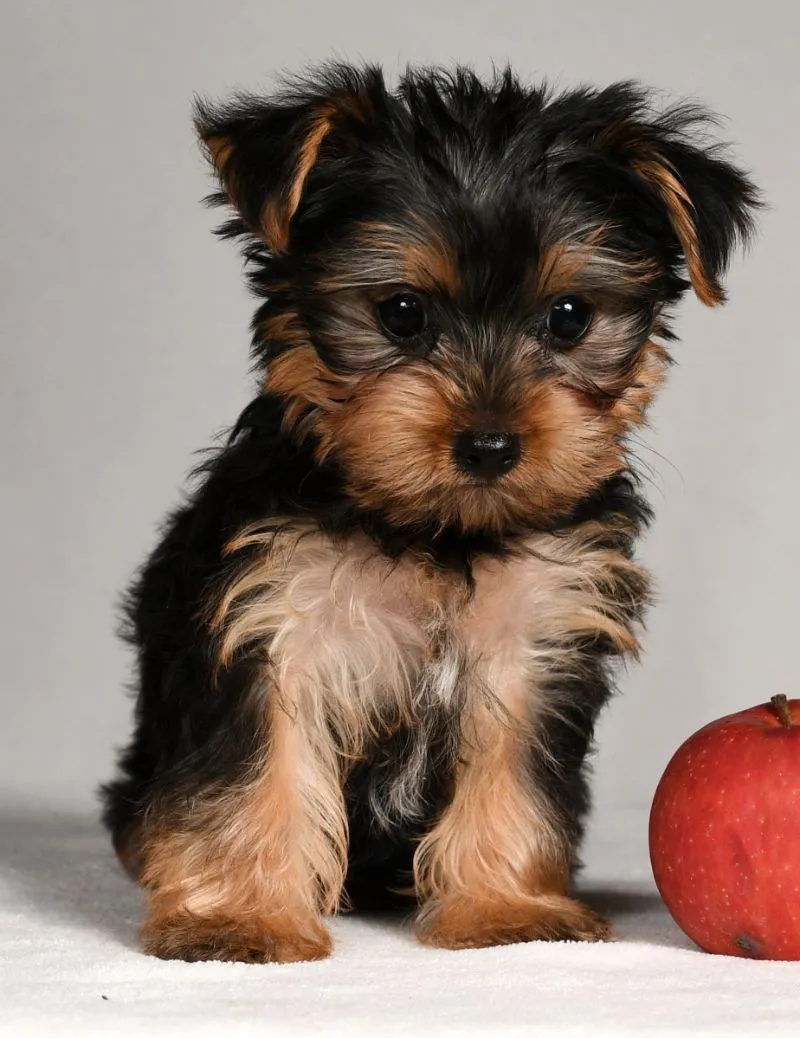 Yorkshire Terrier