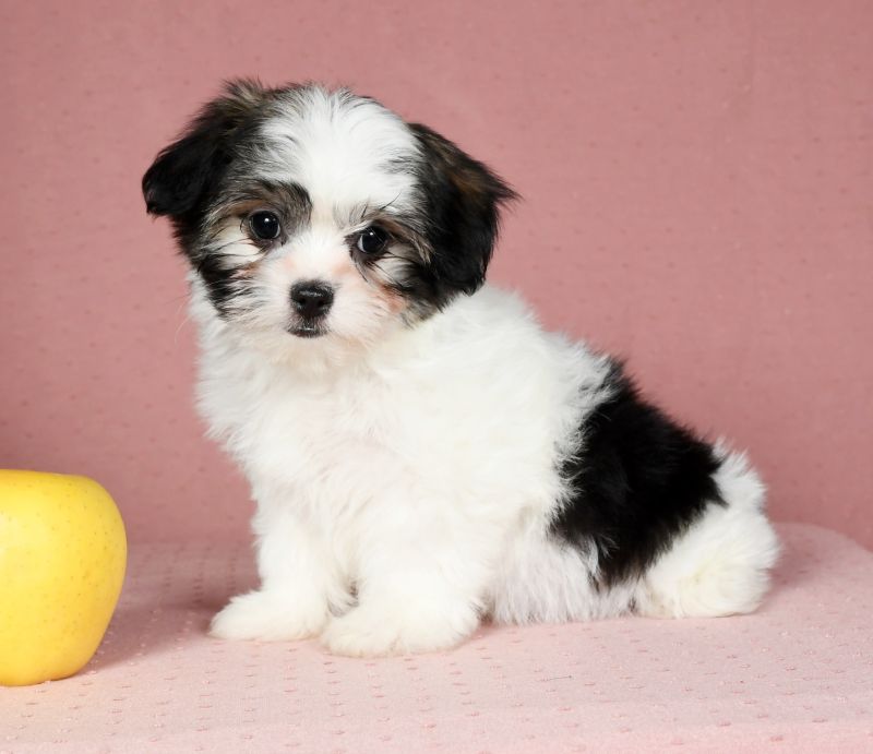 Maltese Mix