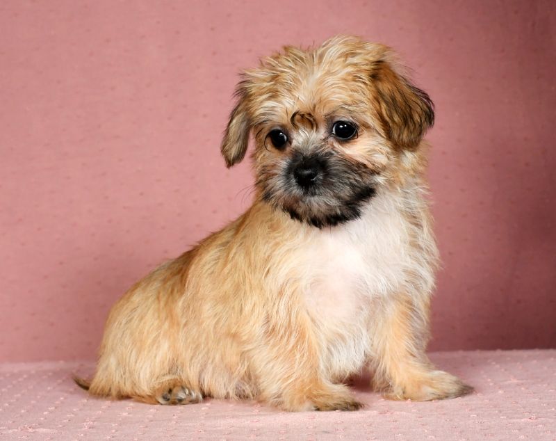 Shih-Tzu Mix