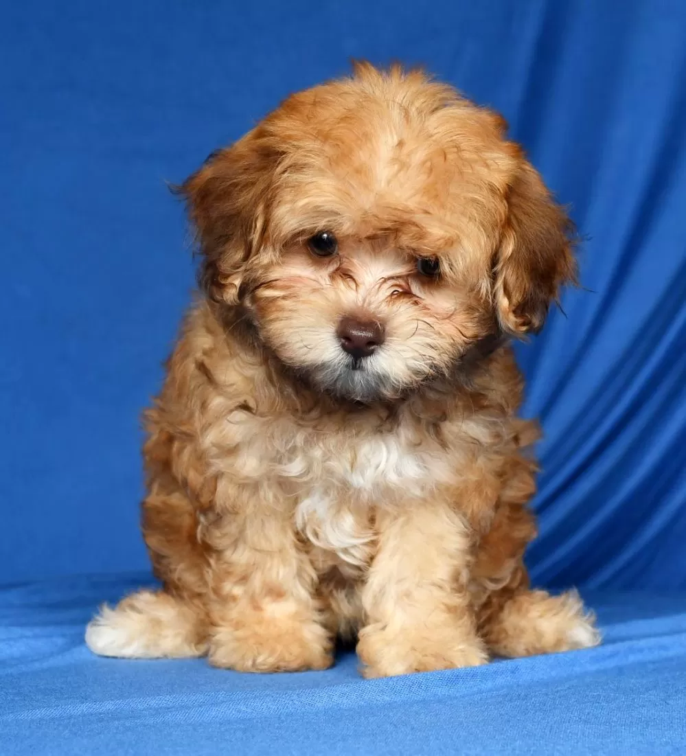 Maltipoo