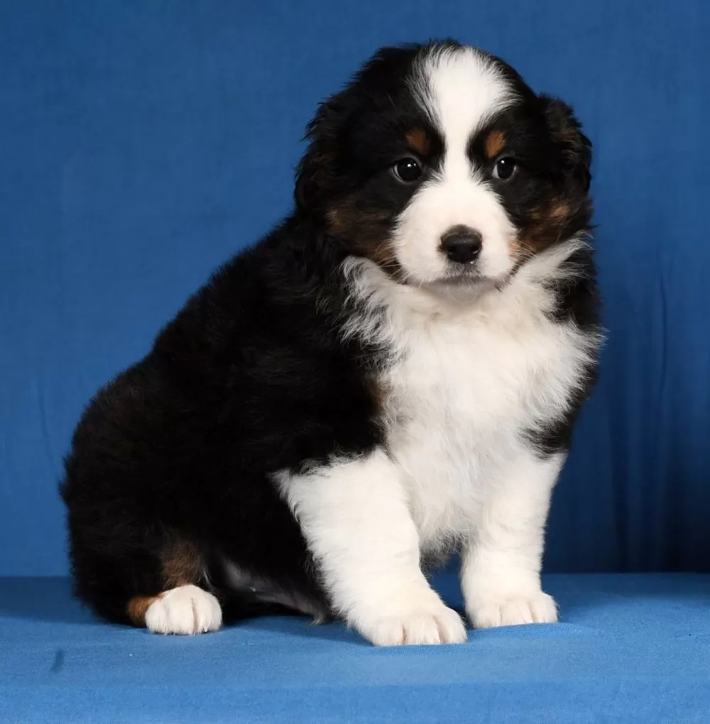 Mini Aussie