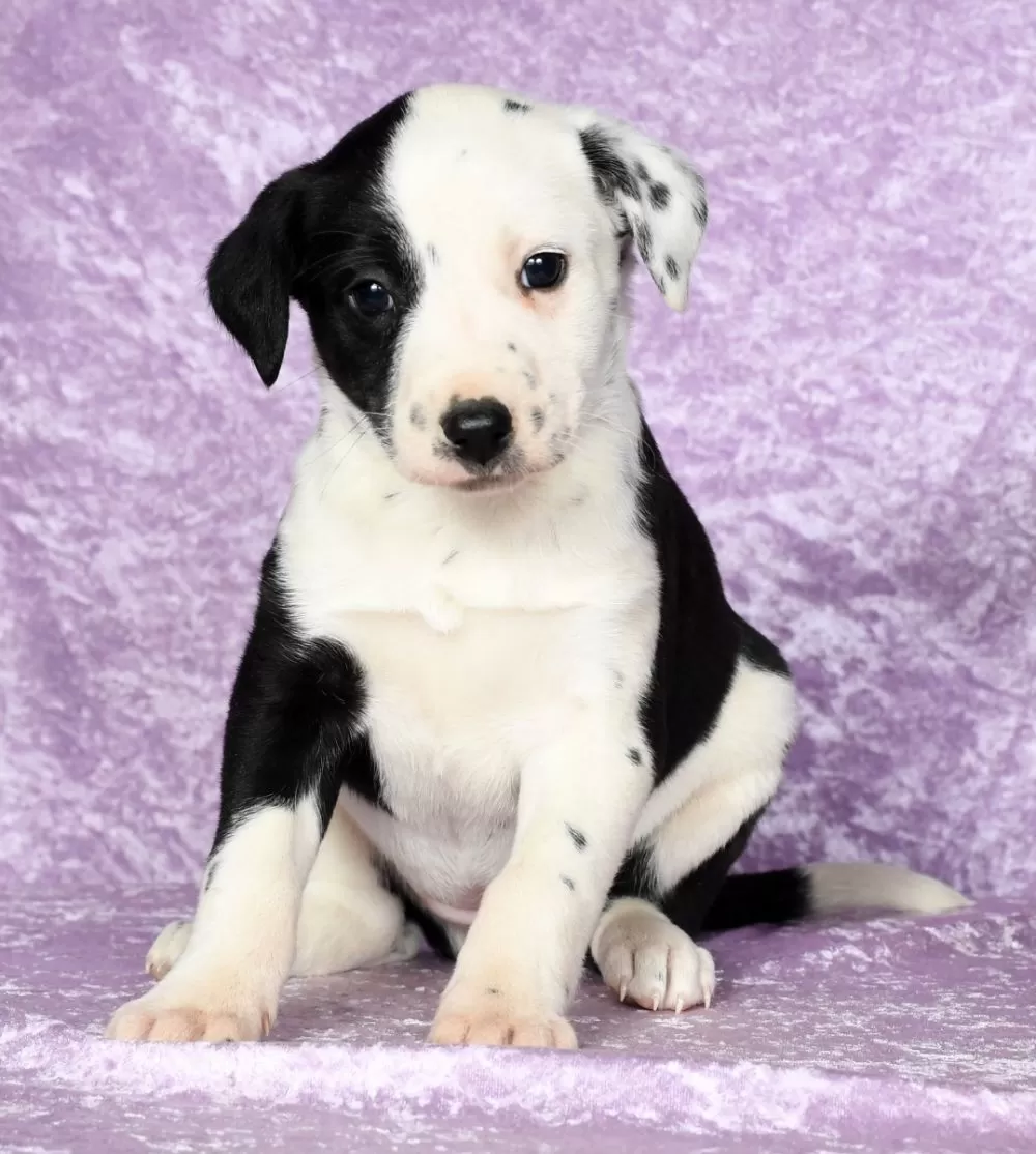 Dalmatian mix