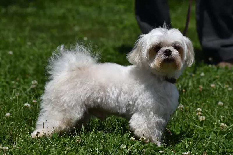 Puppy Name: Billy Jean
