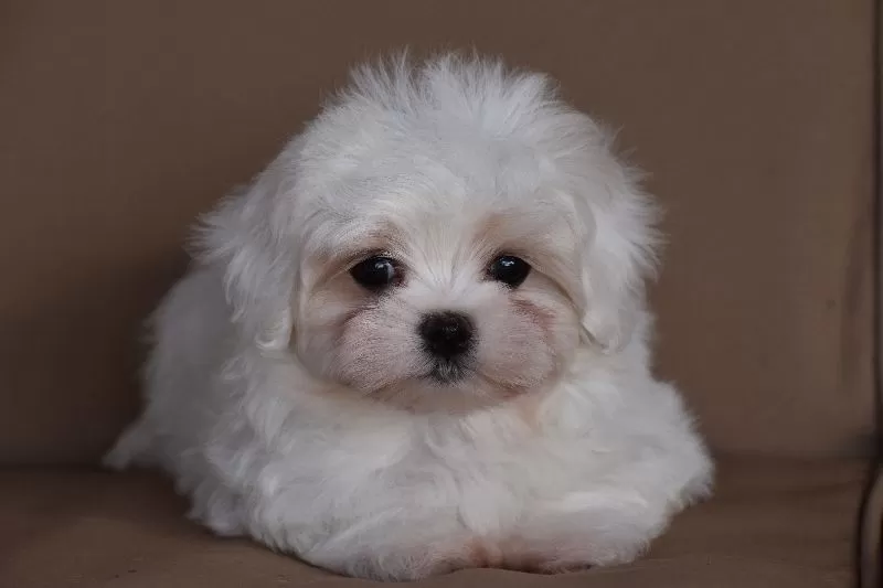 Puppy Name: Coconut