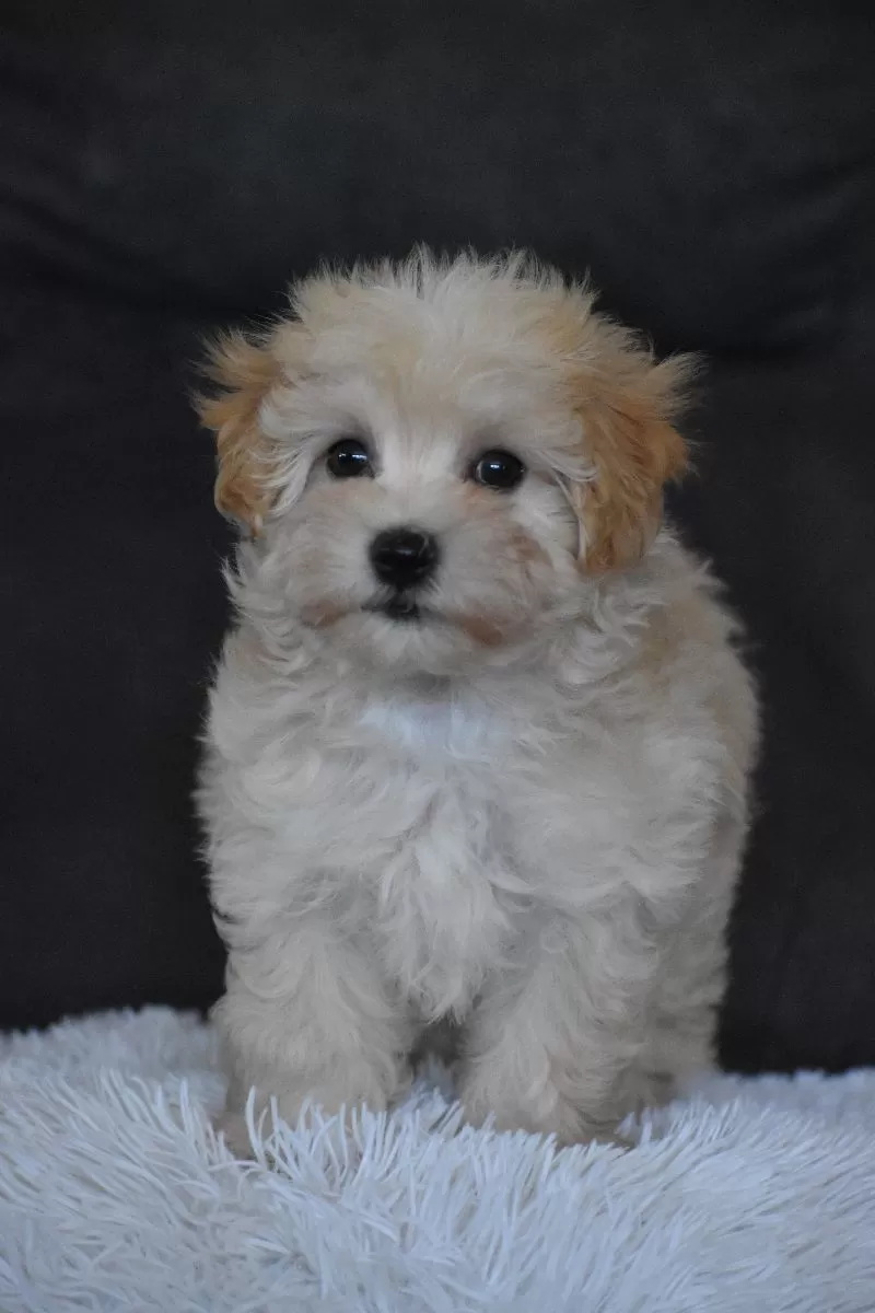 Rufus