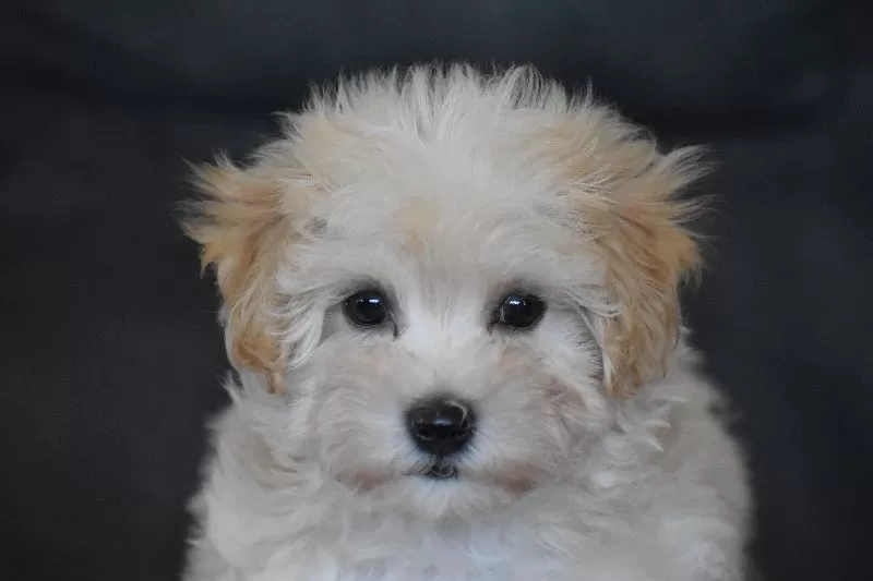 Rufus
