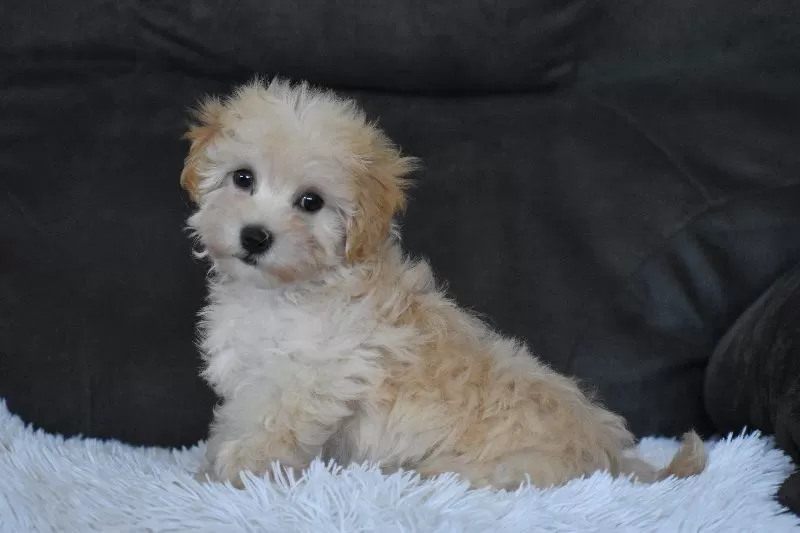 Rufus