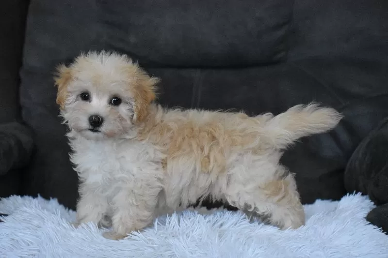 Rufus