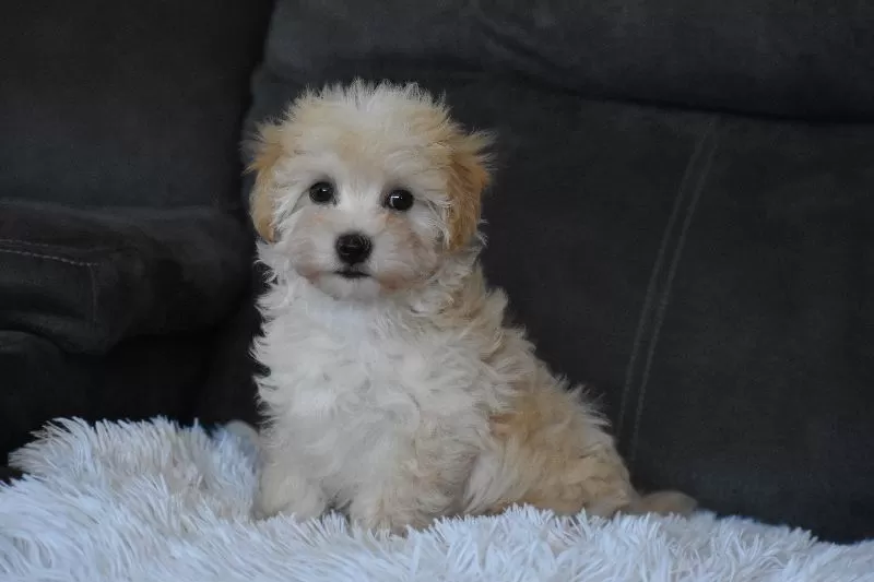 Rufus