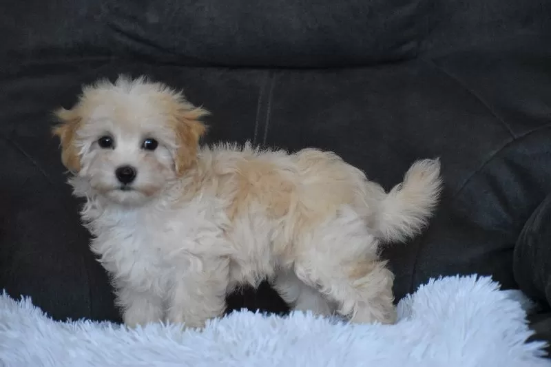 Rufus