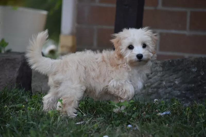 Rufus