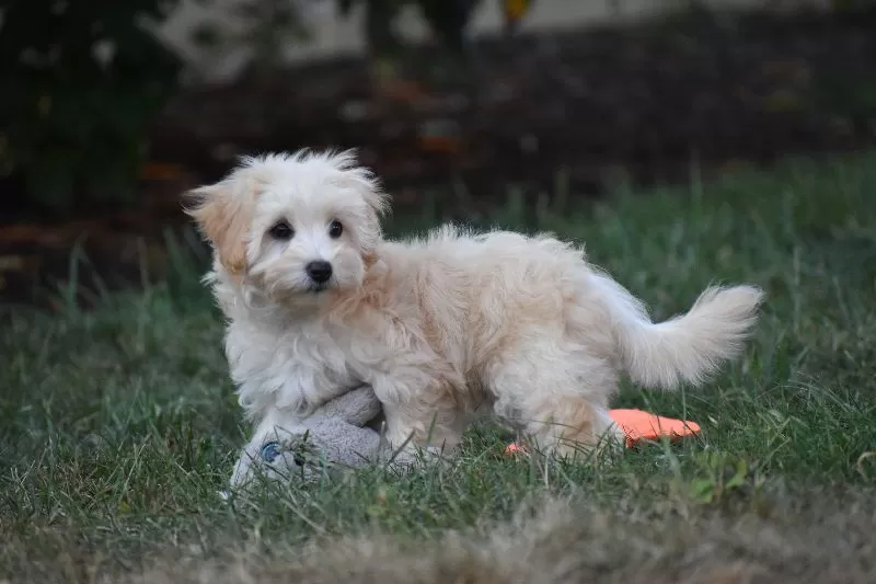 Rufus