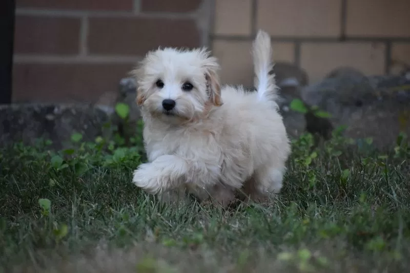 Rufus