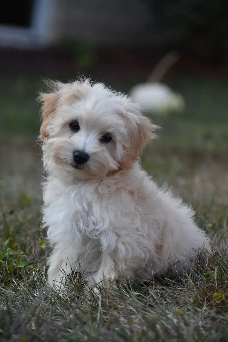 Rufus