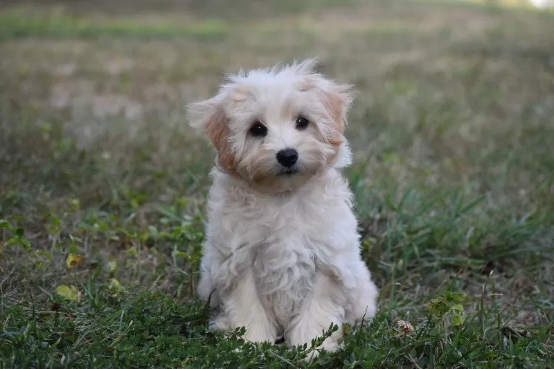 Rufus