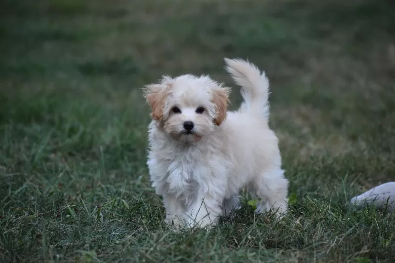 Gizmo
