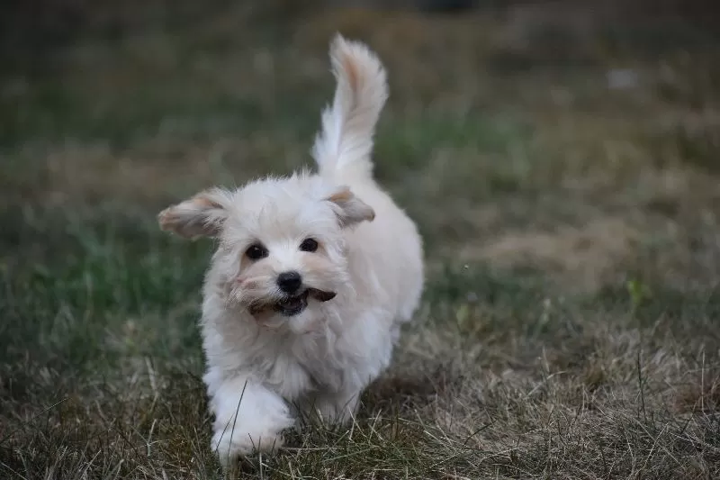 Gizmo