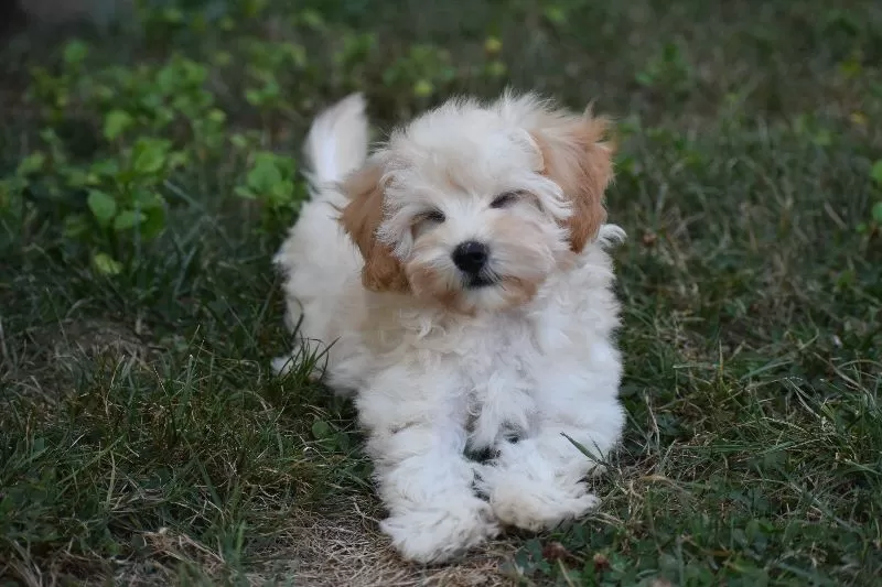Gizmo