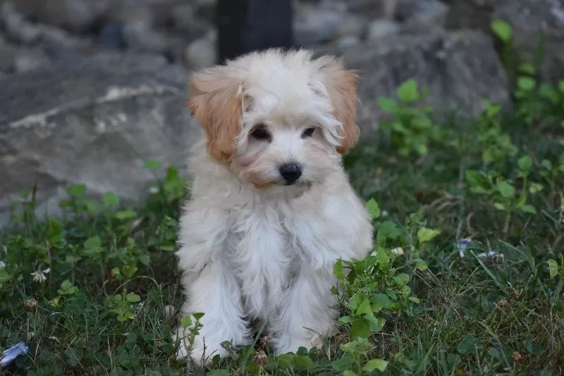 Gizmo