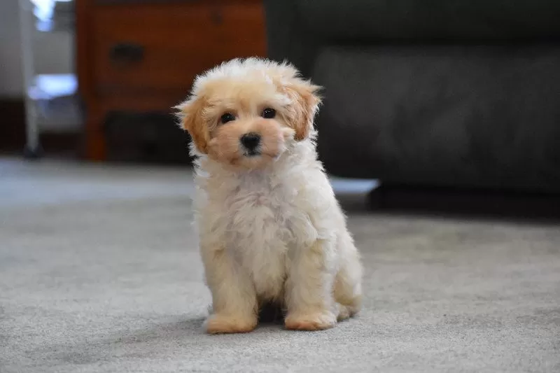 Gizmo