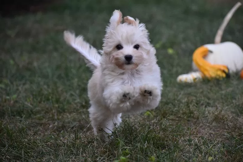 Gizmo