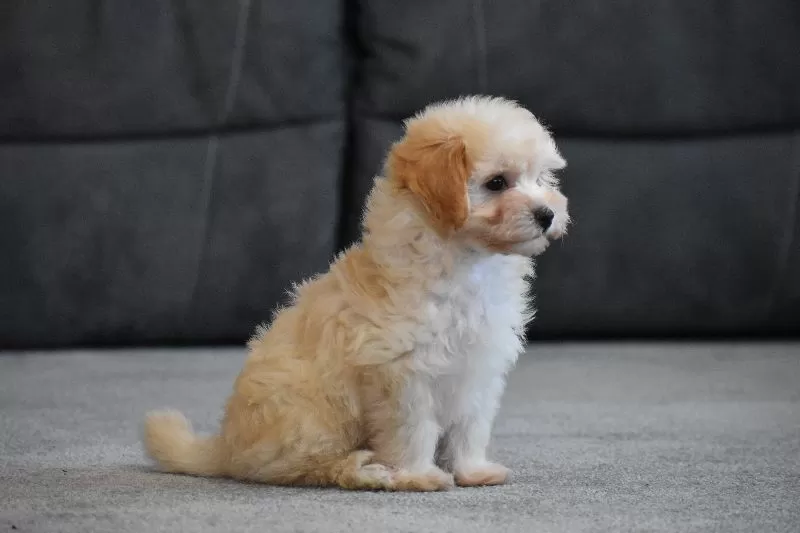 Gizmo