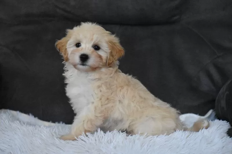 Penny