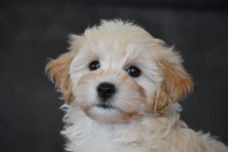 Penny