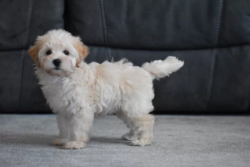 Penny
