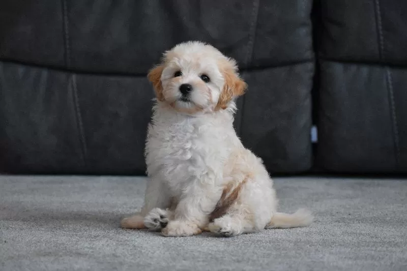 Penny