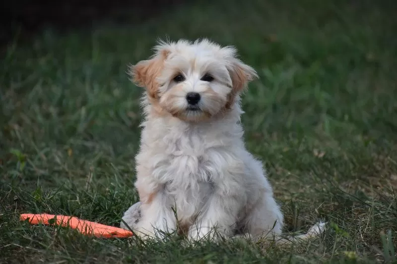 Penny