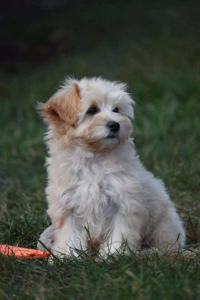 Penny