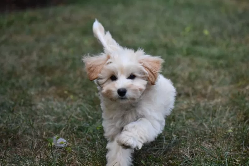 Penny