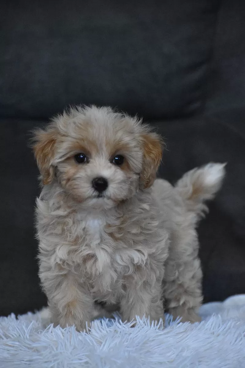 Mia