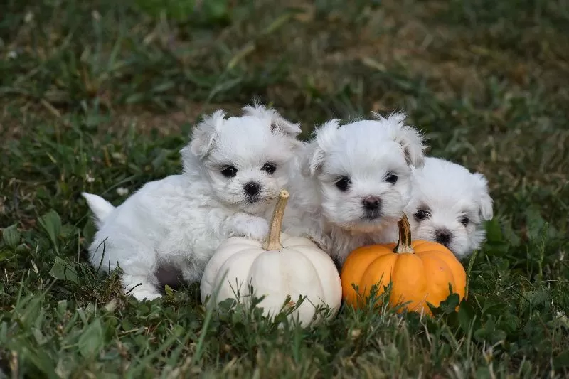 Puppy Name: Lilac's puppies