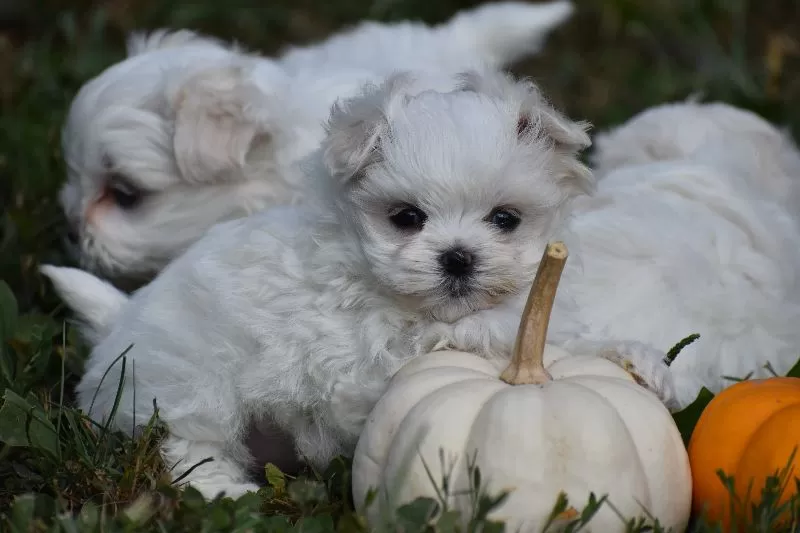 Lilac's puppies