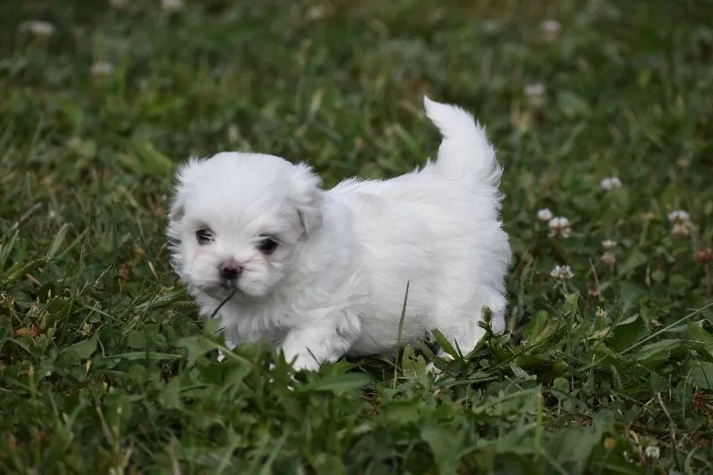 Lilac's puppies