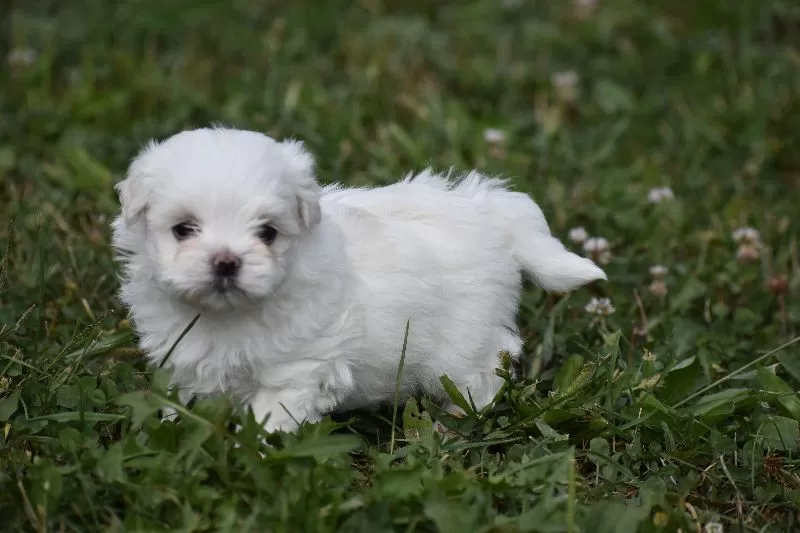 Lilac's puppies