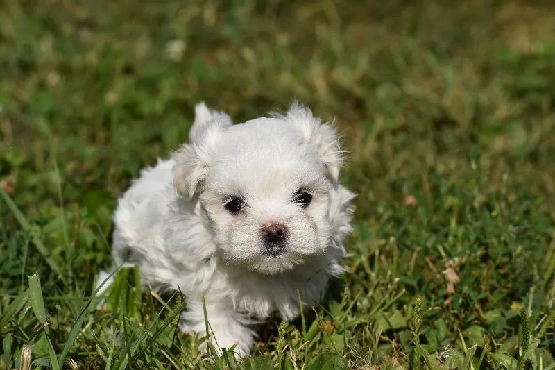 Lilac's puppies
