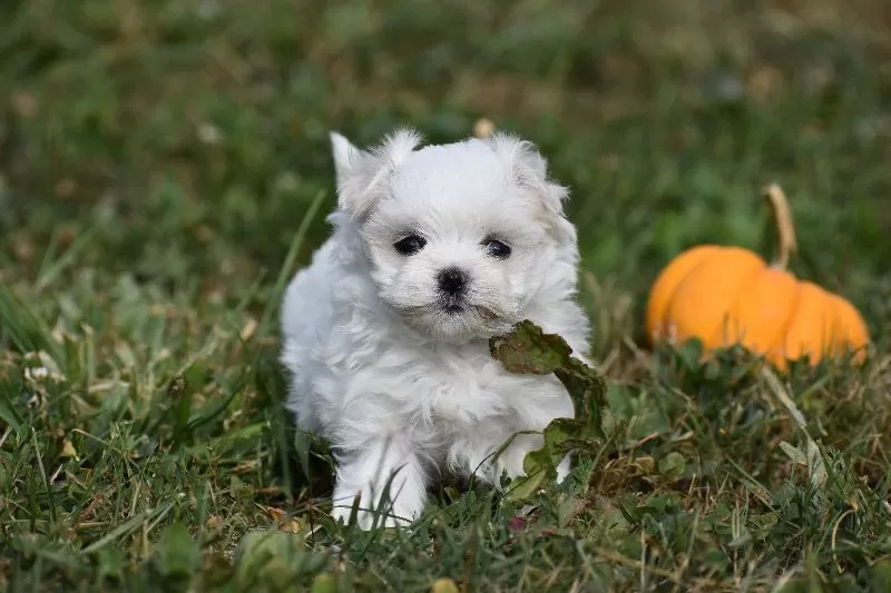Lilac's puppies