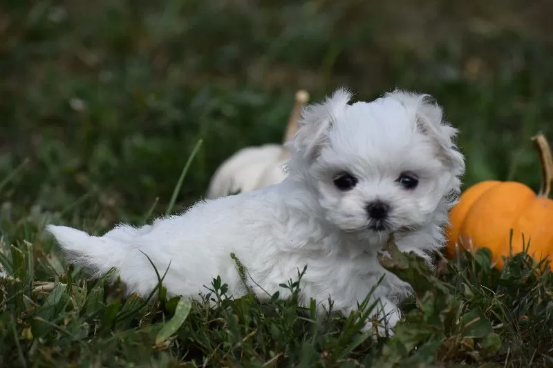 Lilac's puppies