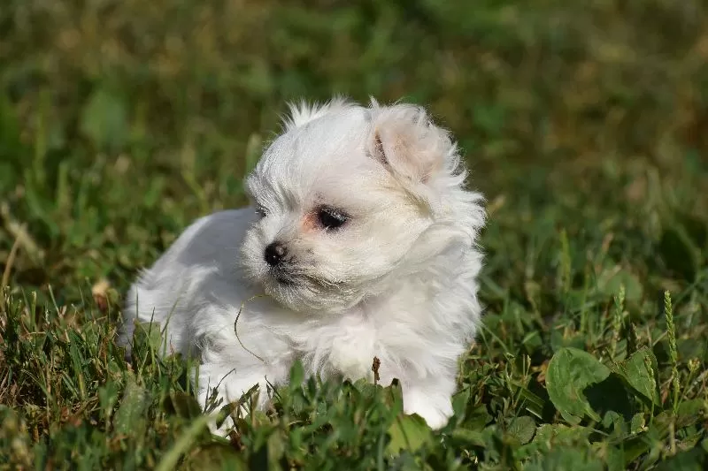 Lilac's puppies